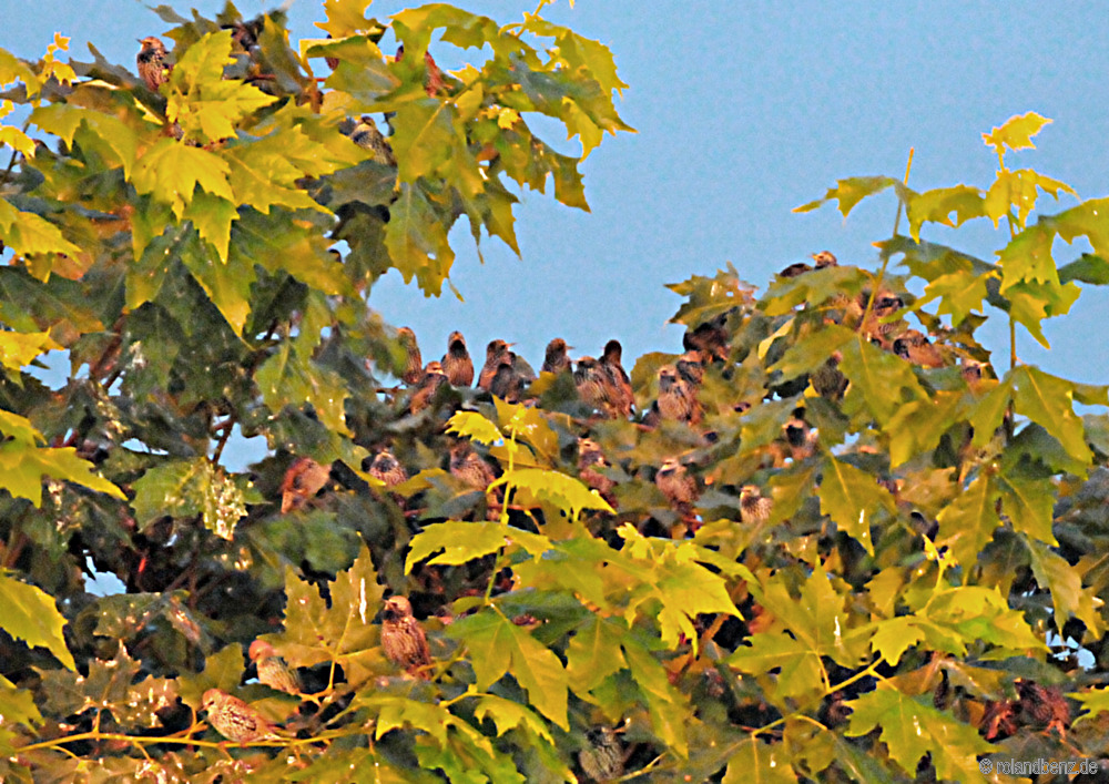 Starlings gathering